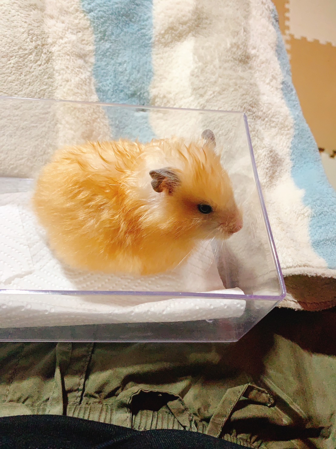 ハリネズミカフェ