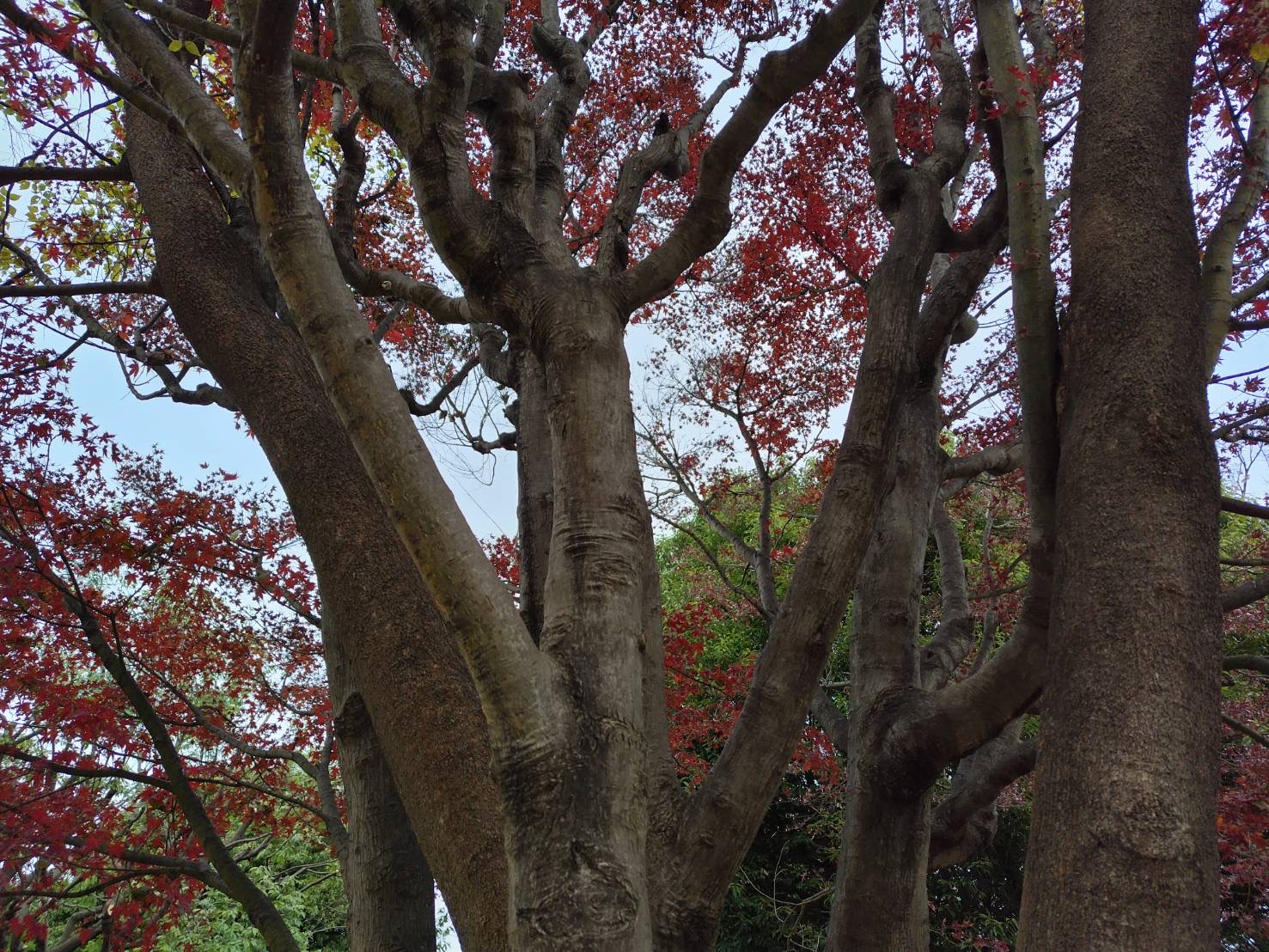 「外遊びと運動能力」