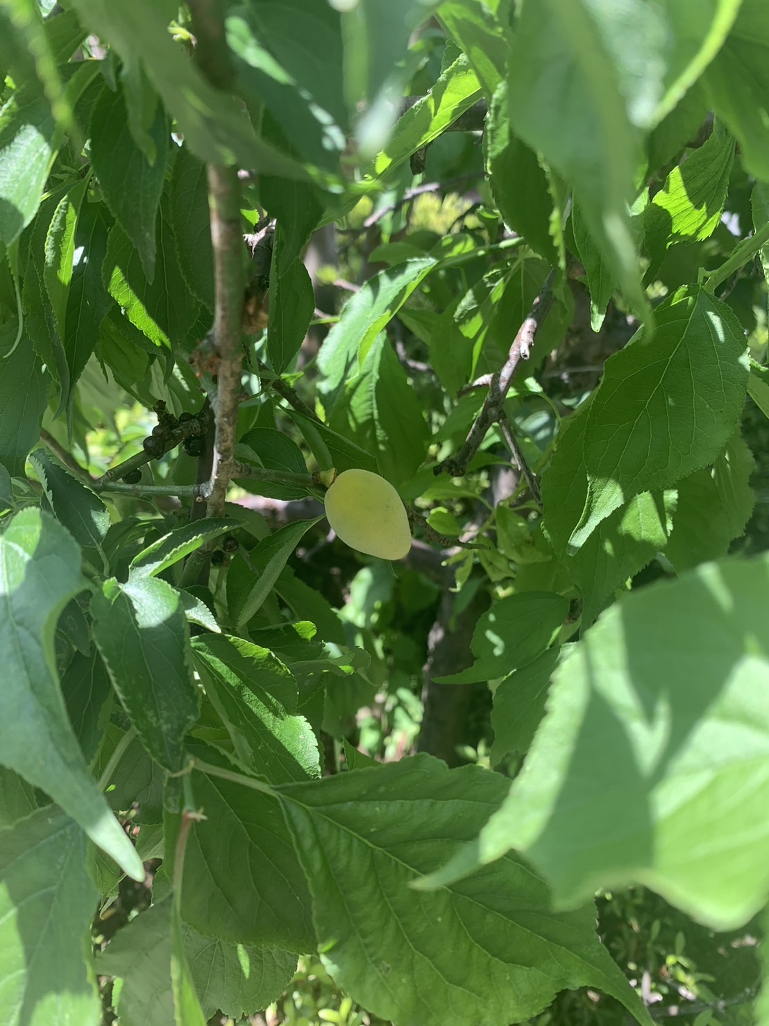 梅覚えてますか？！