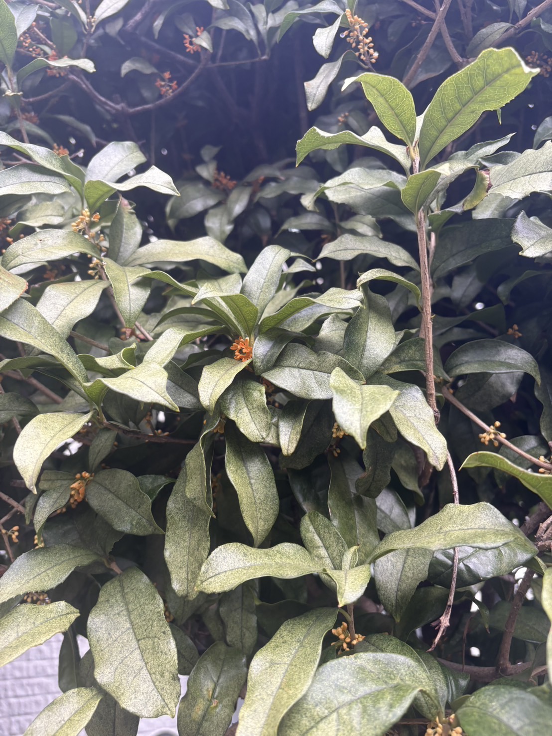 秋になりましたね