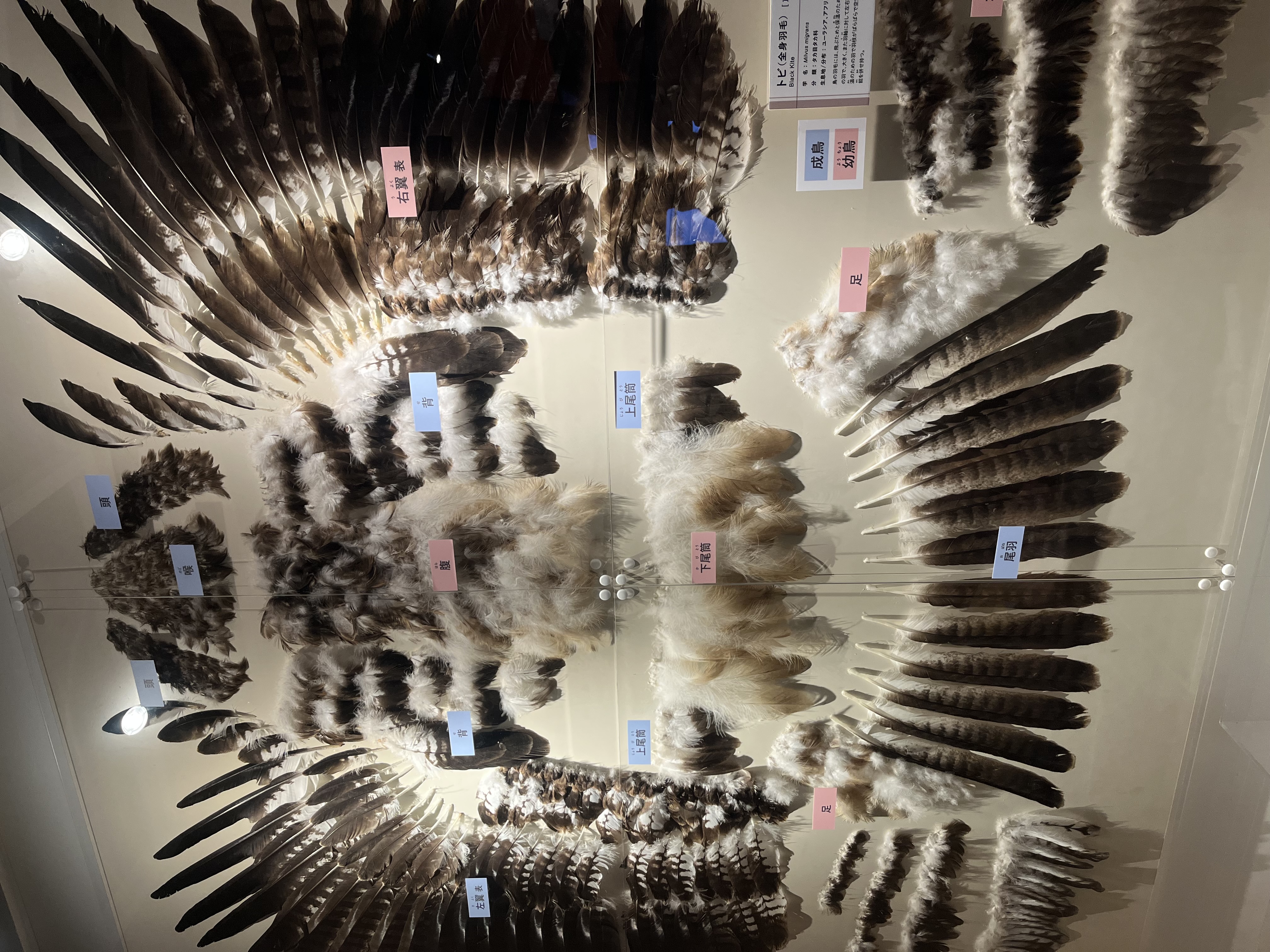 国立科学博物館 鳥