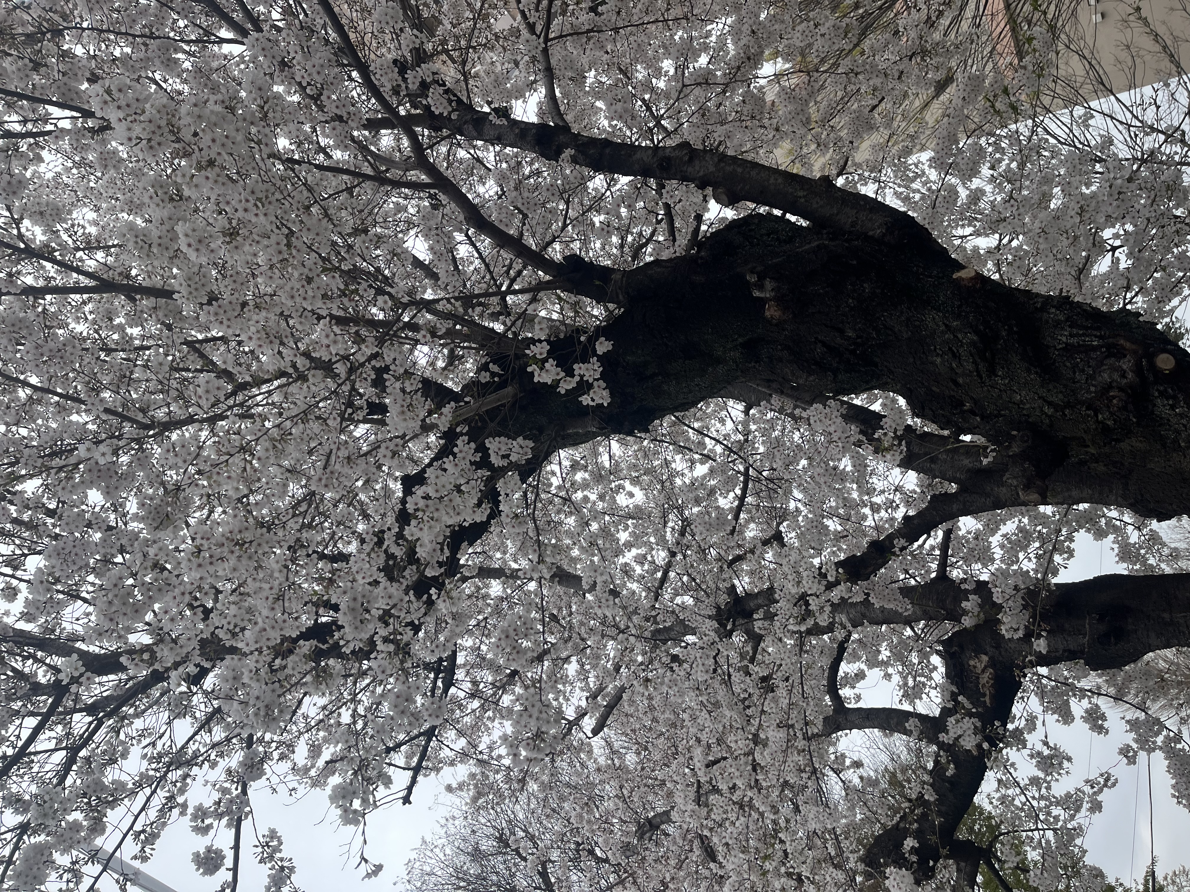 正しいことを伝えるだけじゃ伝わらない話。