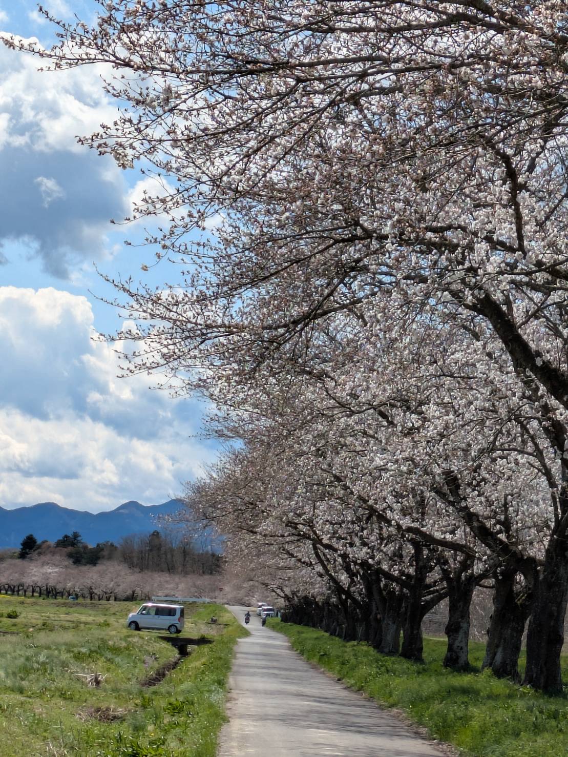 お花見サイクリング
