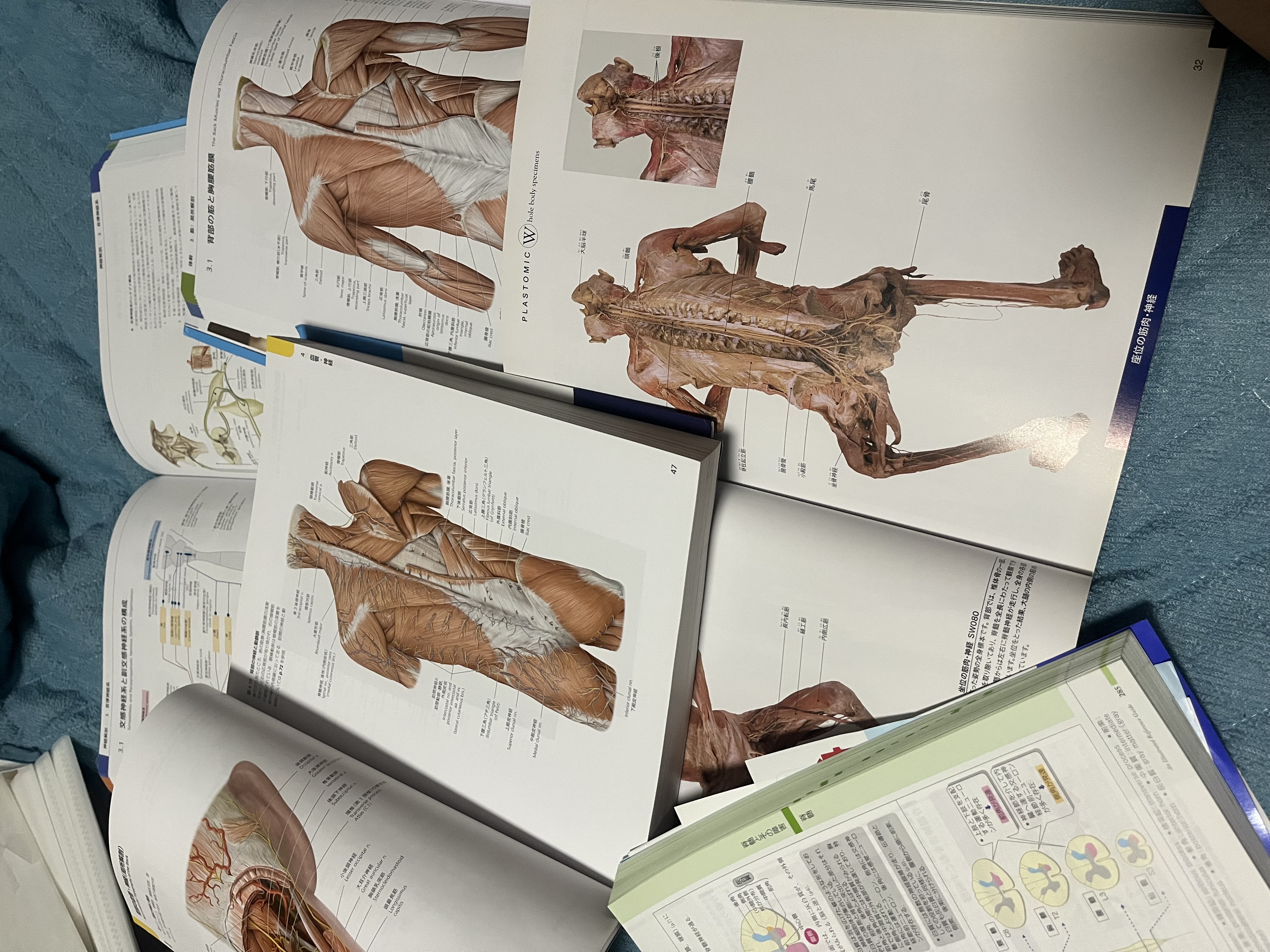 トレーナーとしてできること