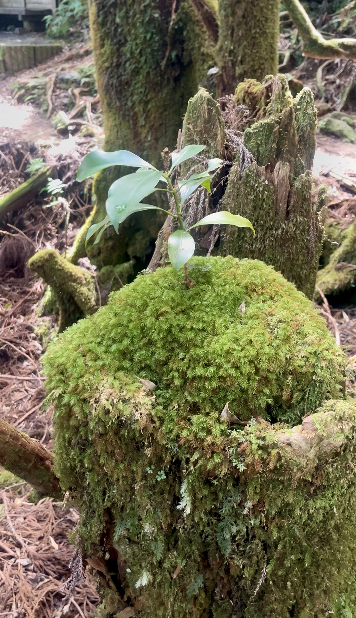 継続は力なりですね