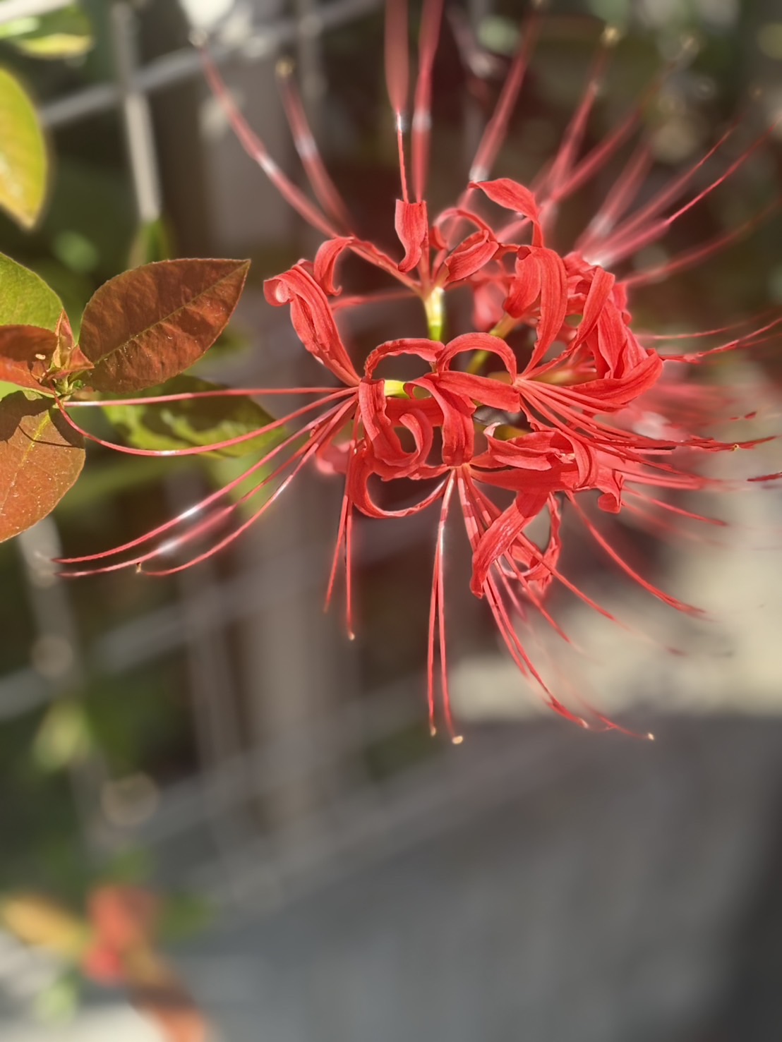 庭に咲いた彼岸花