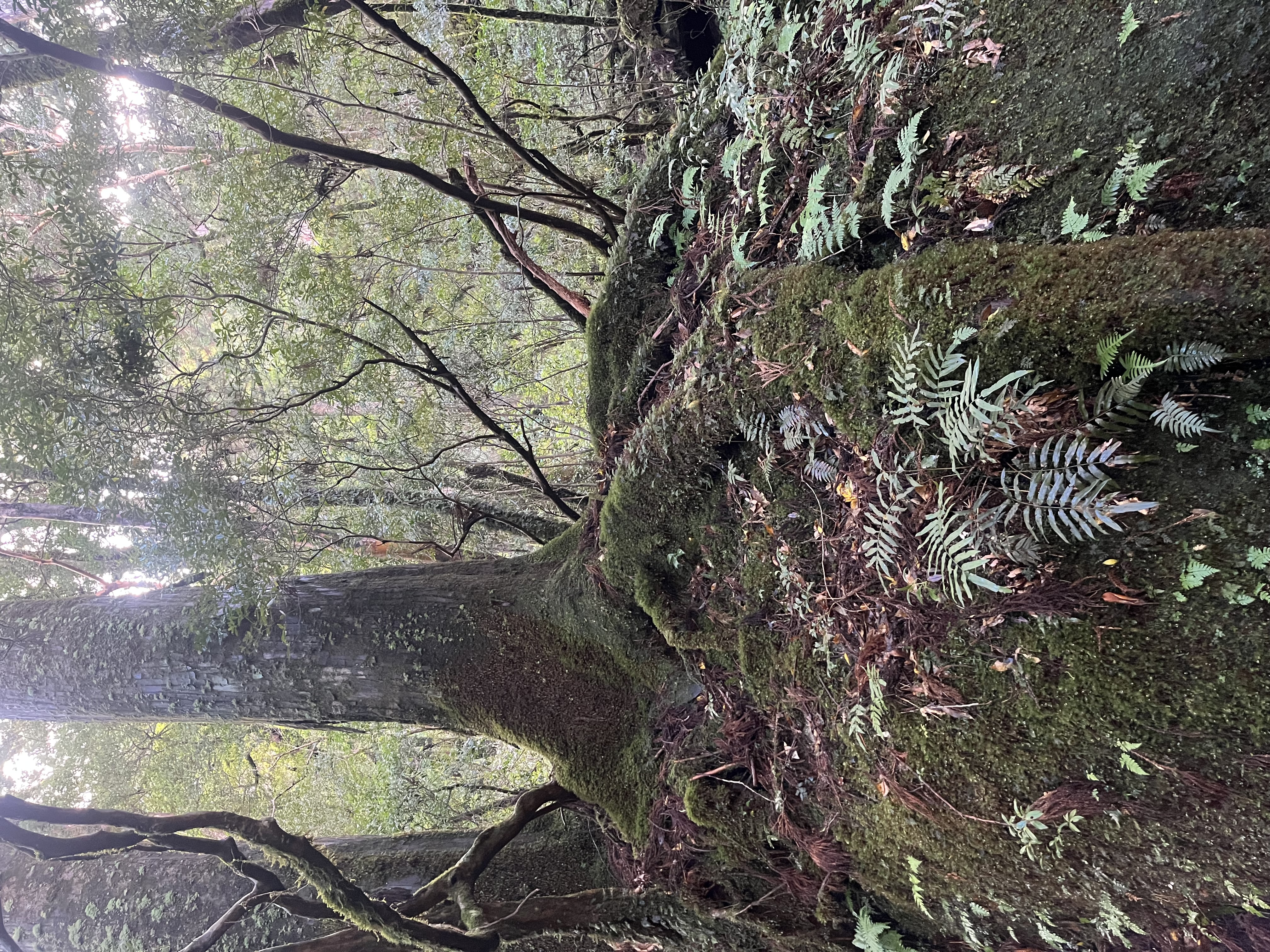 屋久杉ツアー前半戦