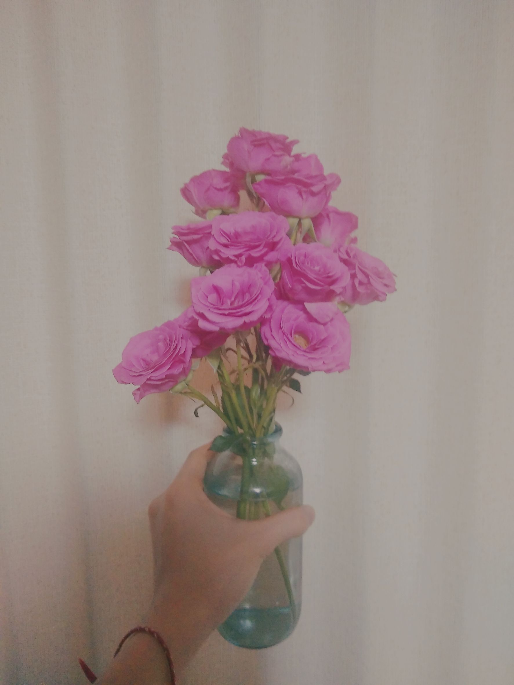 今週も、画像は花です