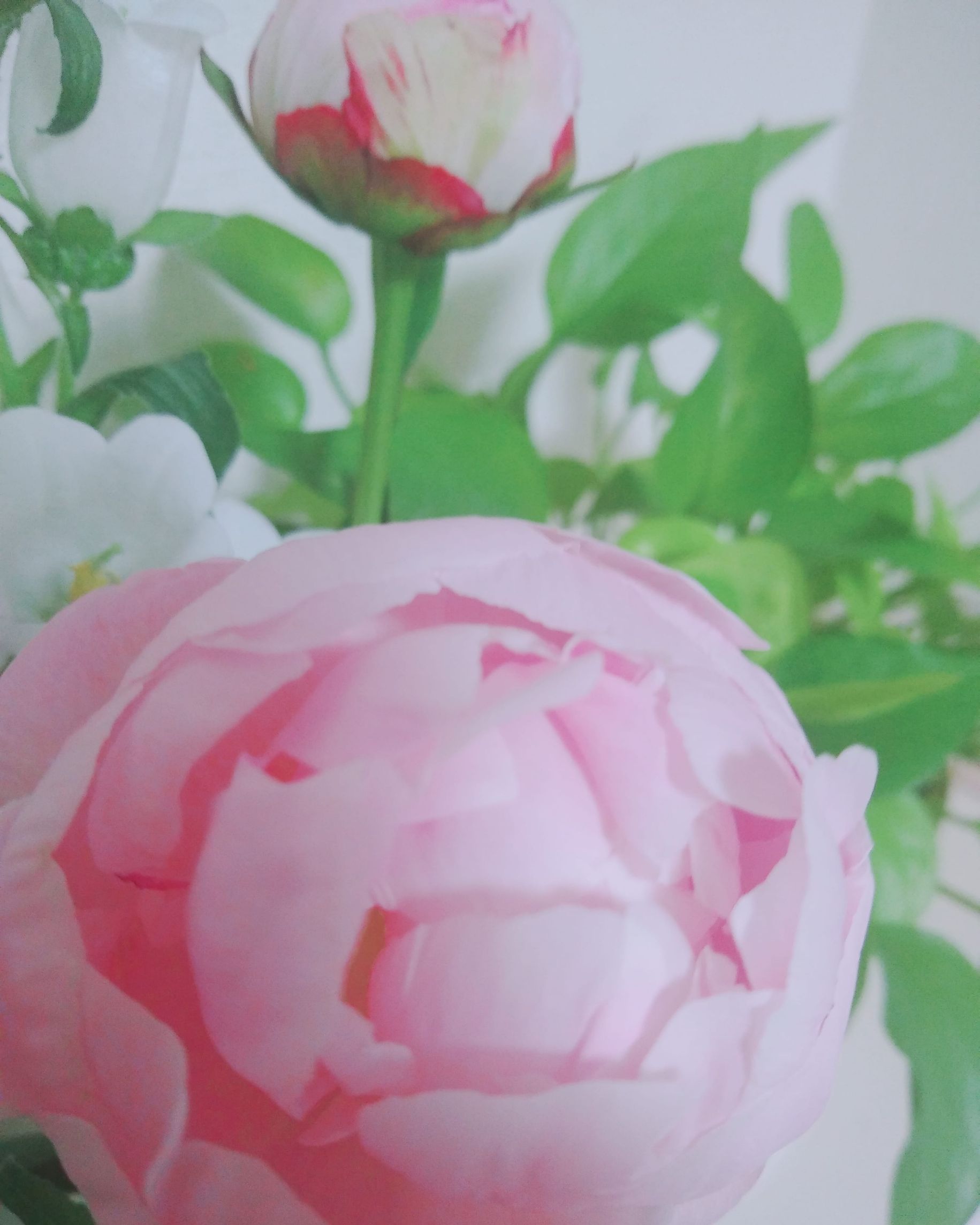 花を愛でる僕、そして母