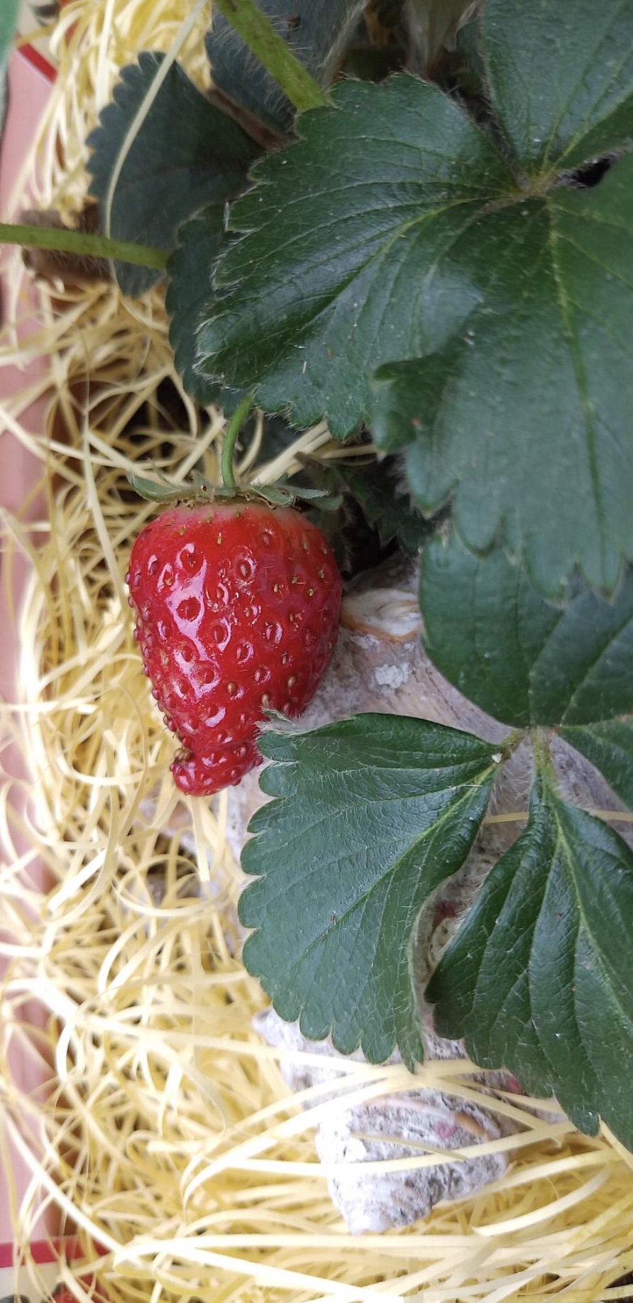 ｢ベランダの生き物達…｣