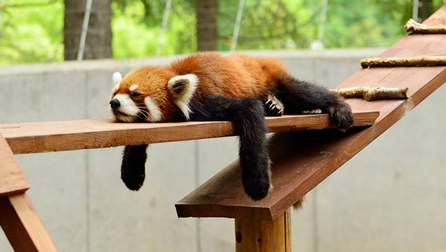 「夏バテ人間」