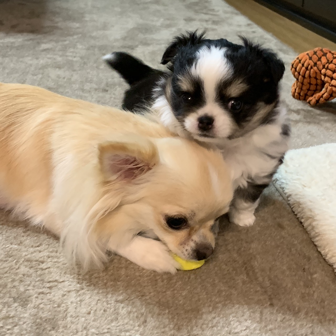 ふわふわもふもふ可愛い子