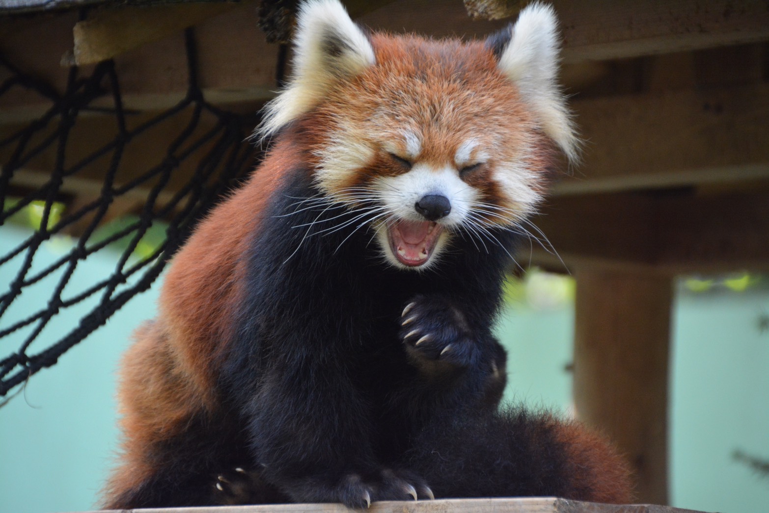 ピンチはチャンス