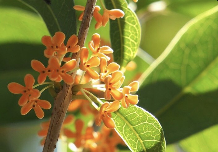 金木犀・銀木犀