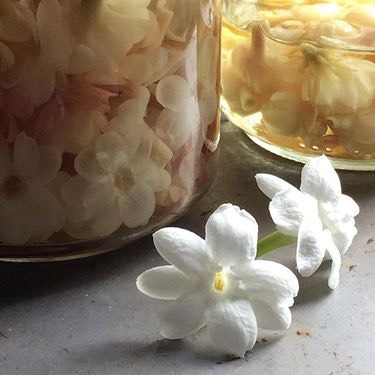 ジャスミンについて