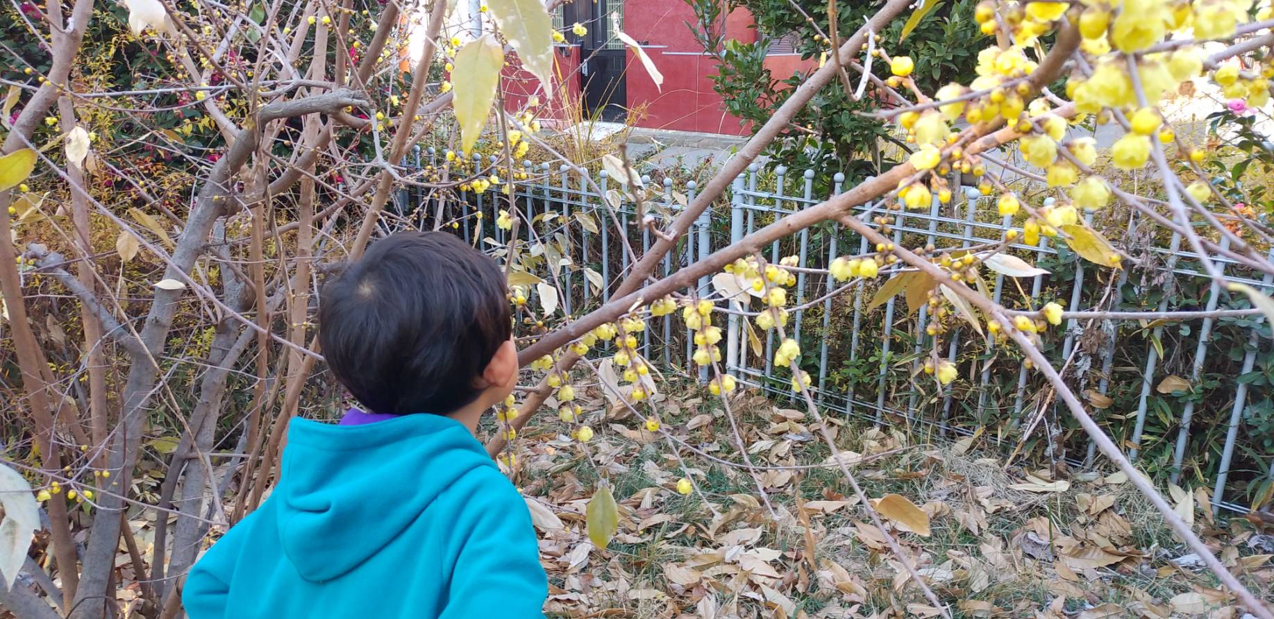 「早春の花。蝋梅」
