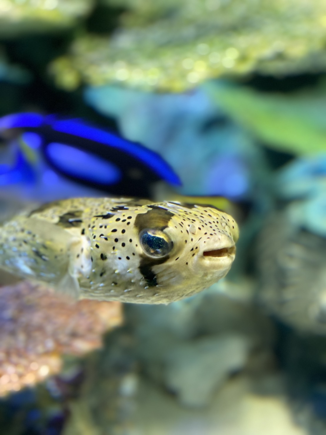 学習から習慣へ