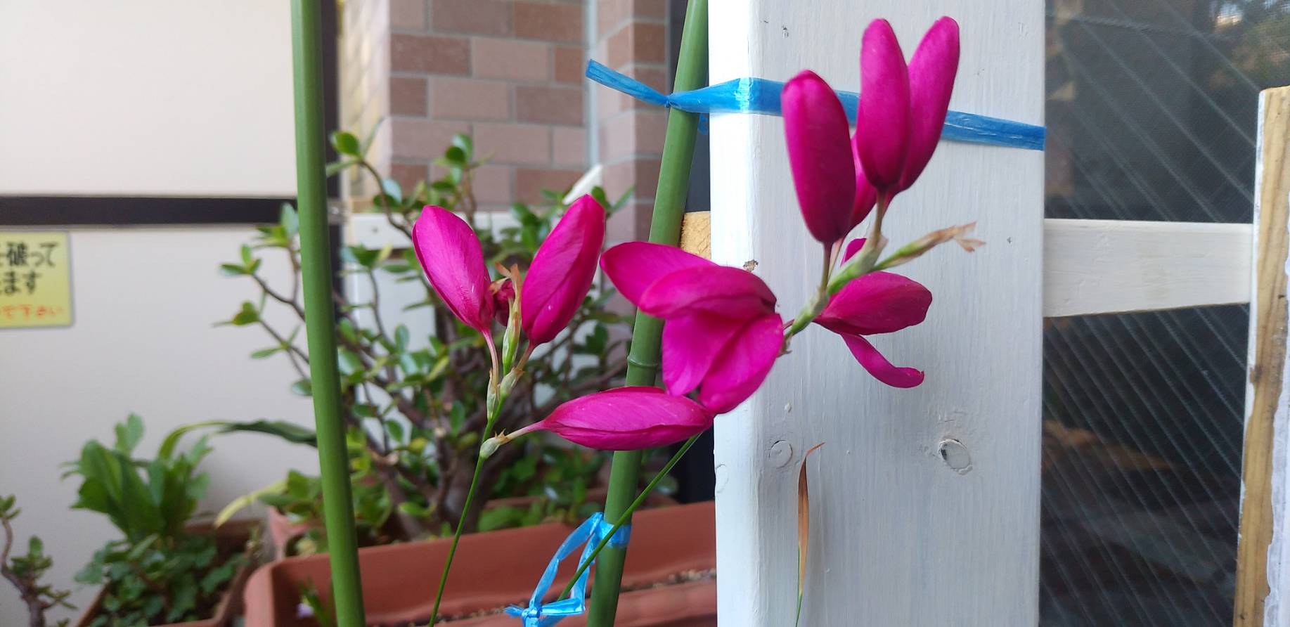 「我が家のベランダ花」