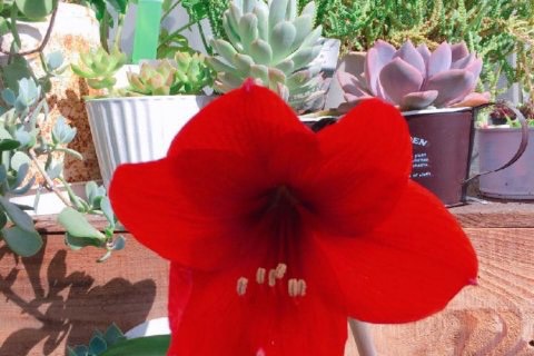 おじいちゃんのアマリリス