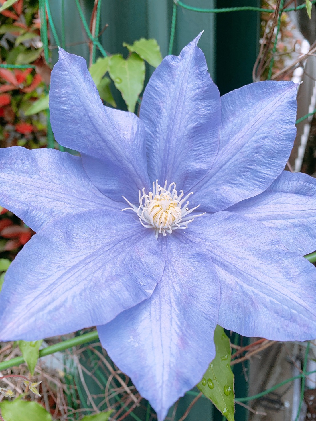 クレマチスかテッセンか？