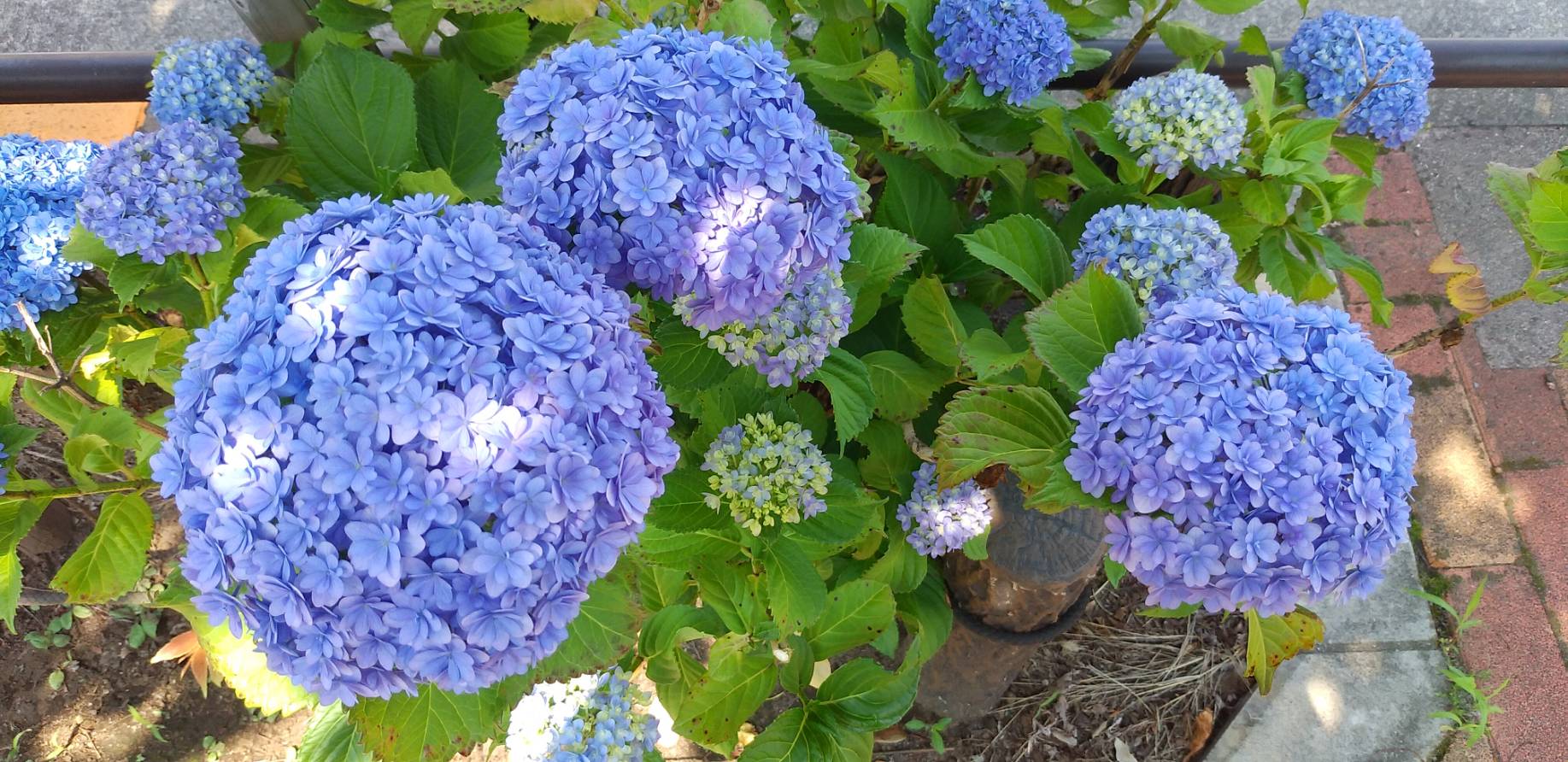 「紫陽花とカタツムリ」