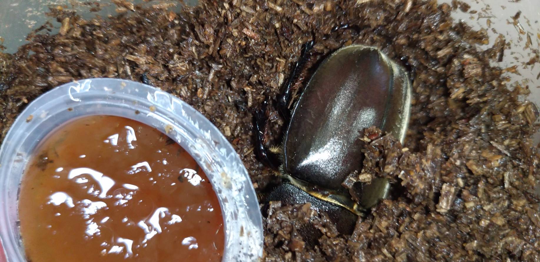 「カブトムシ＆クワガタ」