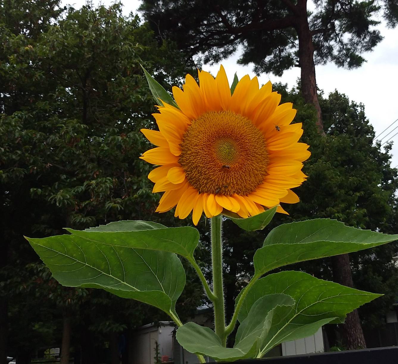 「暑さの基準と言葉」