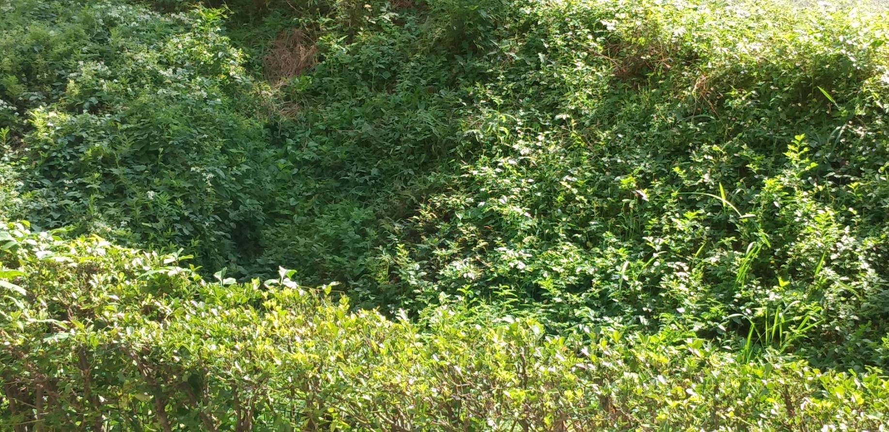 「ブタクサ花粉症」