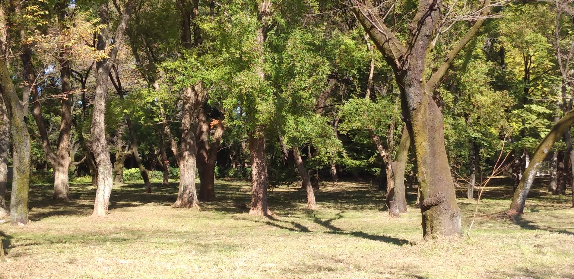 「小金井公園」