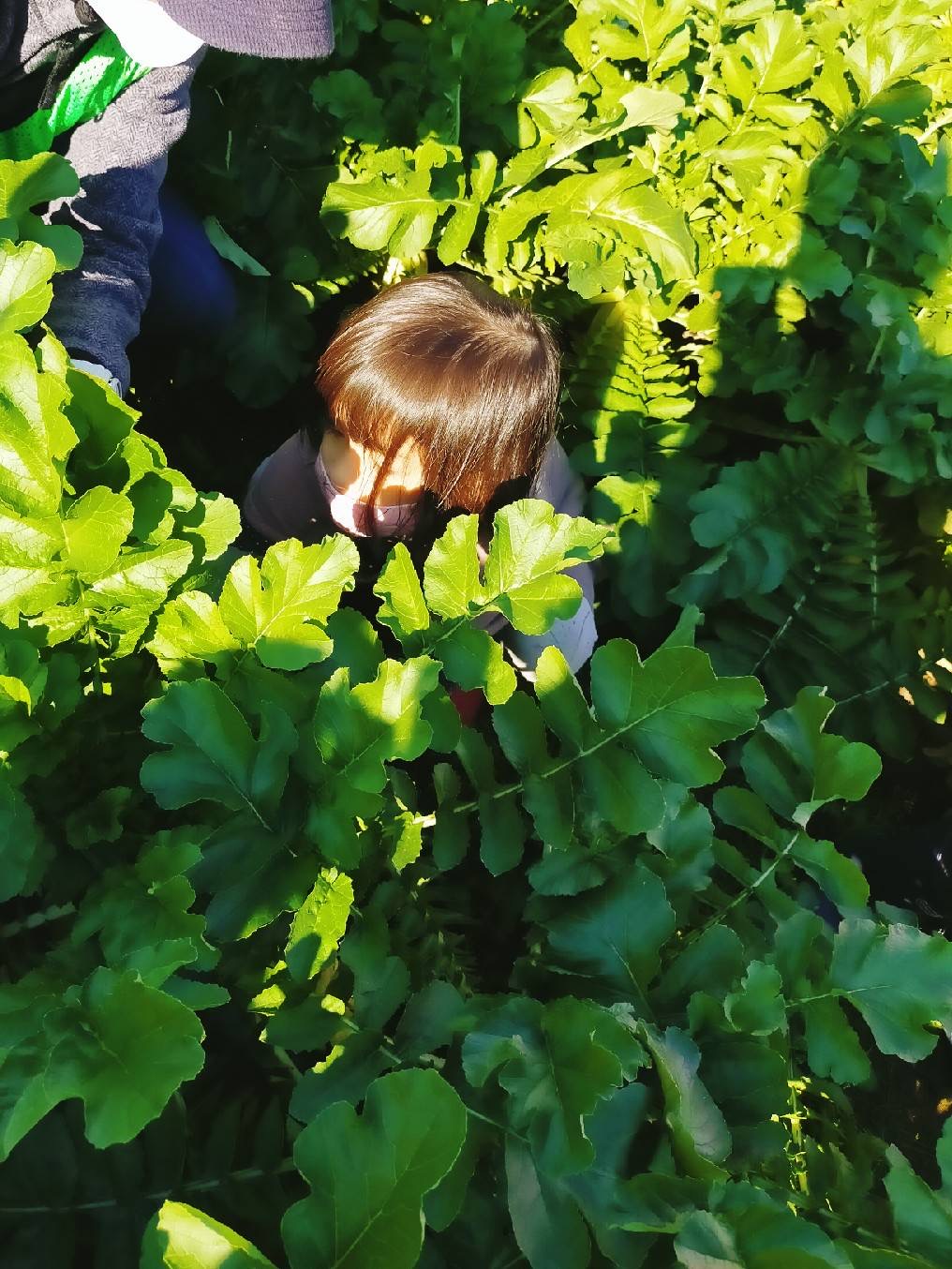 大根にんじん掘り