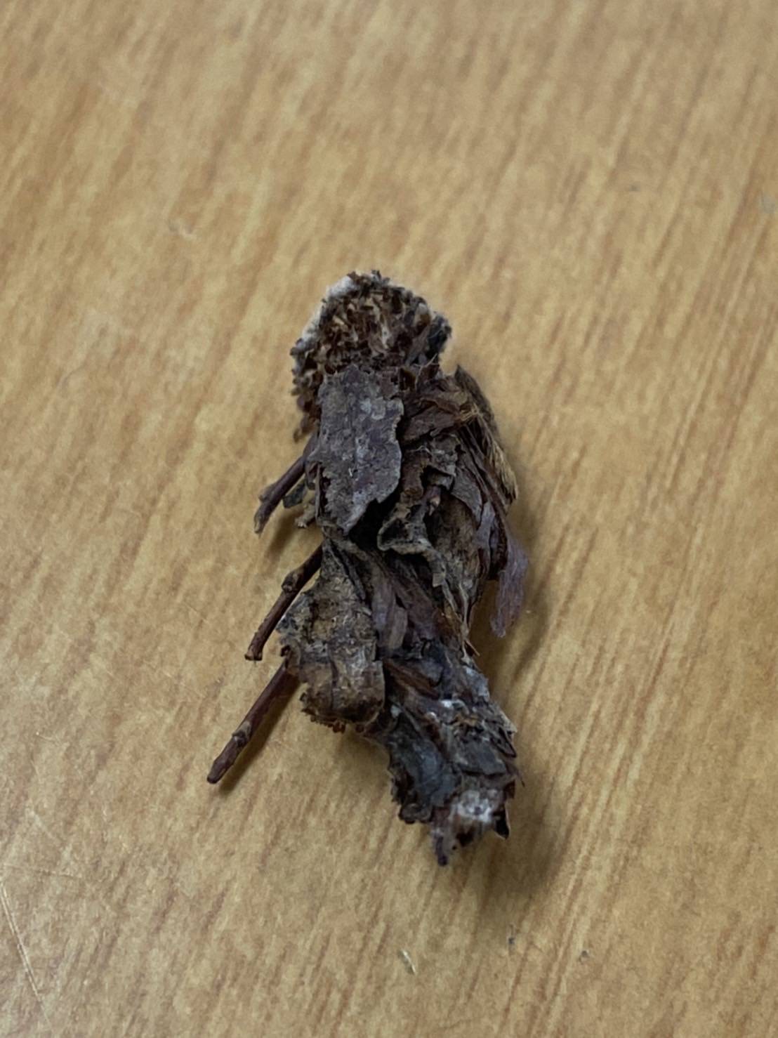 「蓑虫(ミノムシ)」