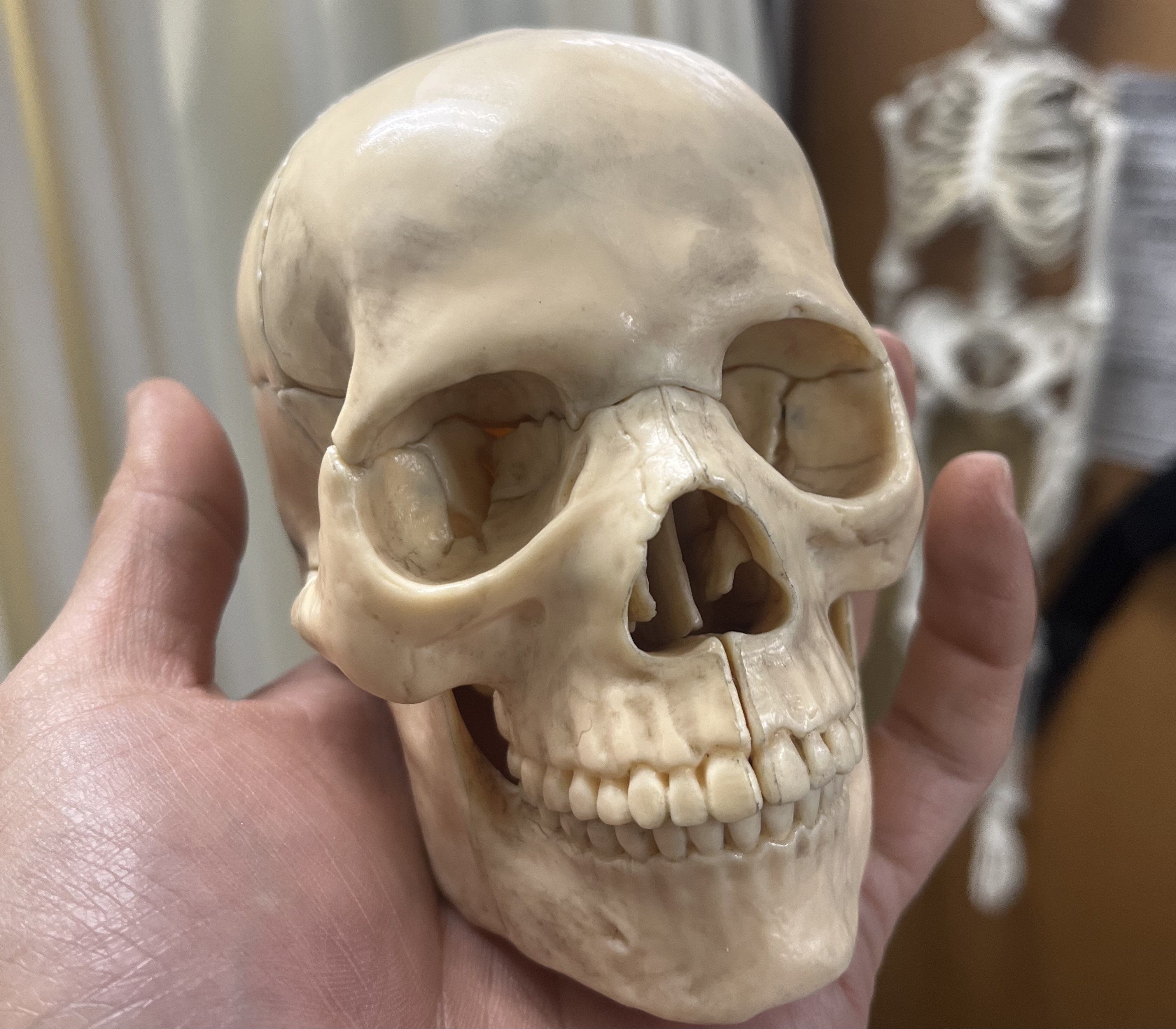 解剖学にハマり続ける男