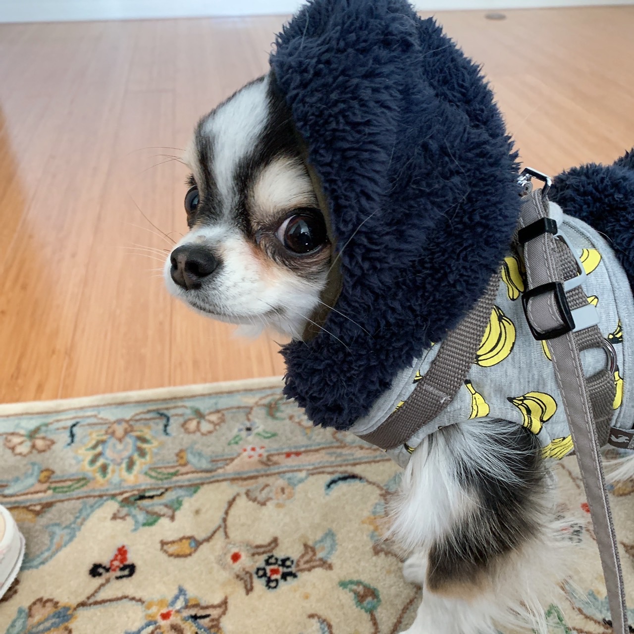 犬ってすごいわ