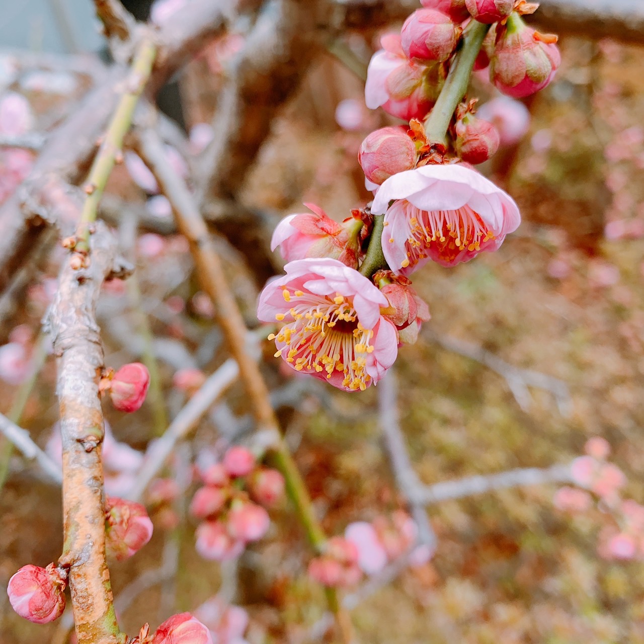 遠吠えと春の庭