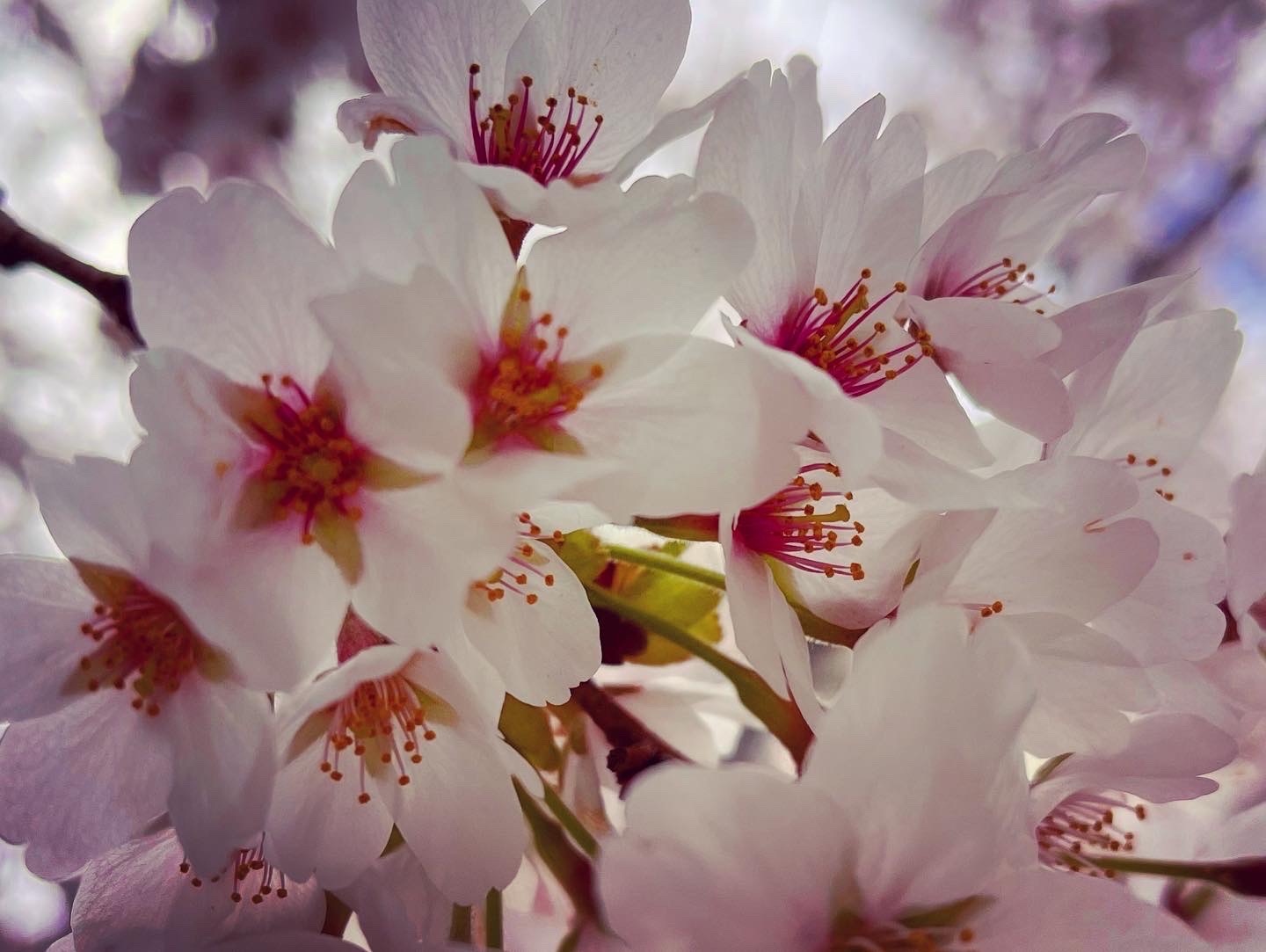 エイプリルフール