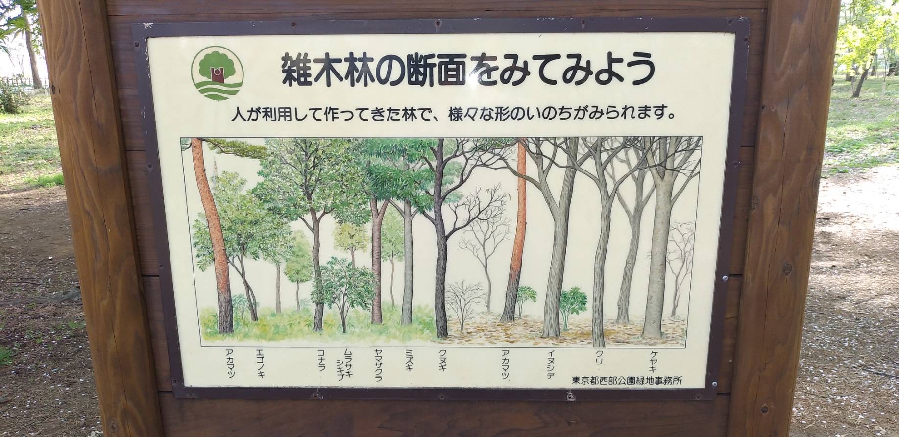 「夏日の公園散歩」