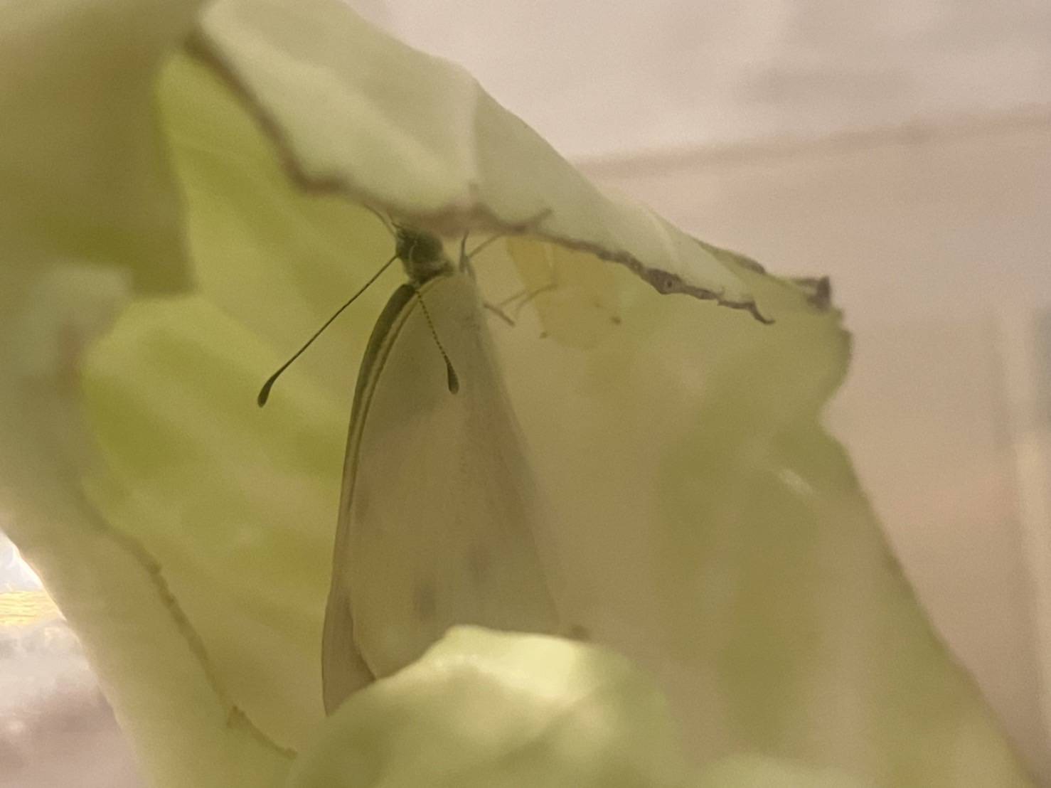 「モンシロチョウ、感動物語」