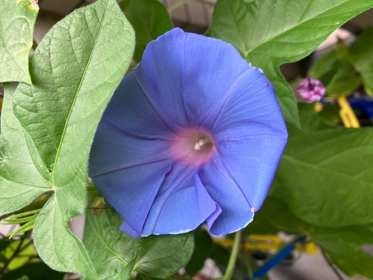 「夏と言えば」