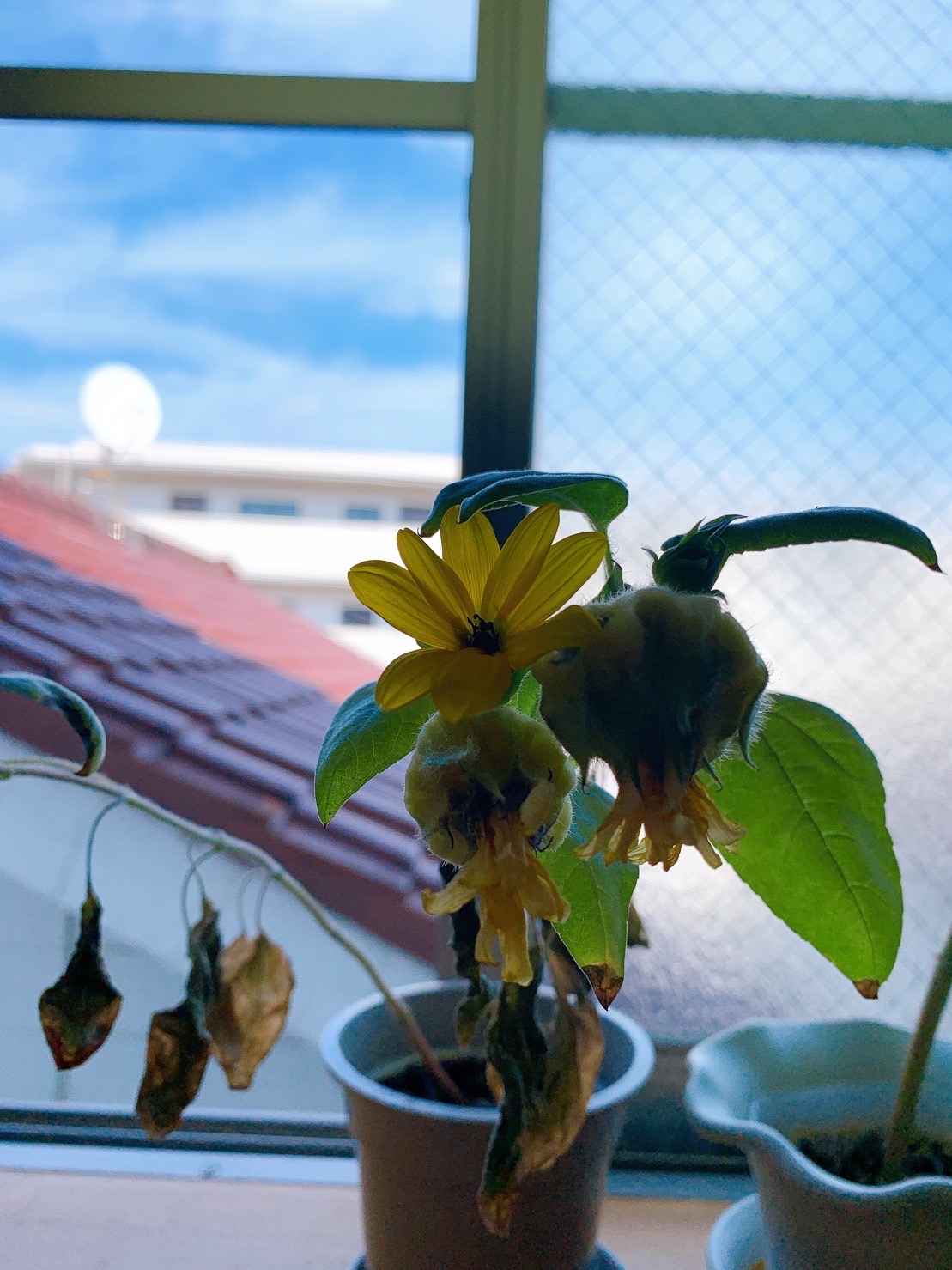 ひまわりその後