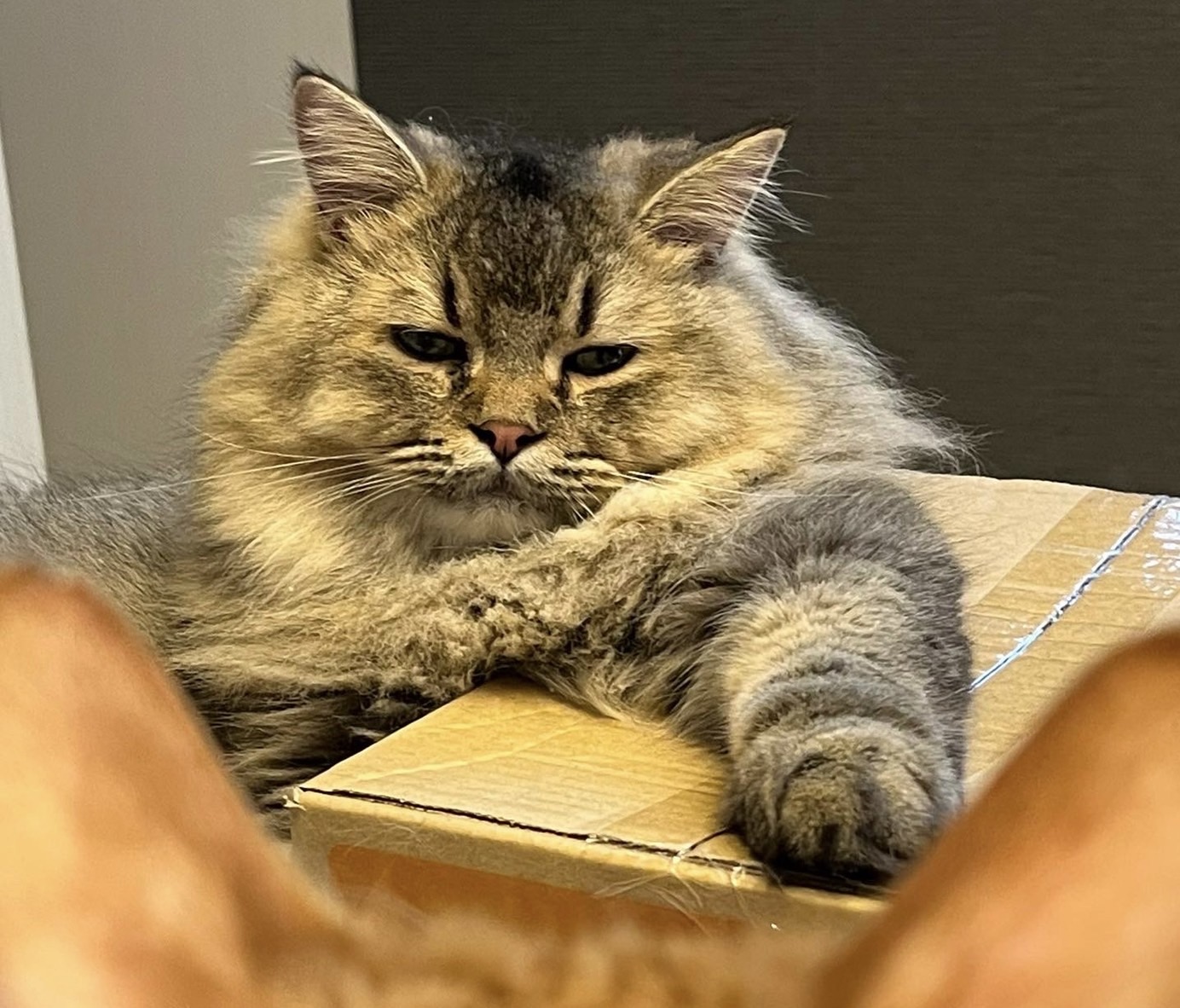 銀太 おうち記念日