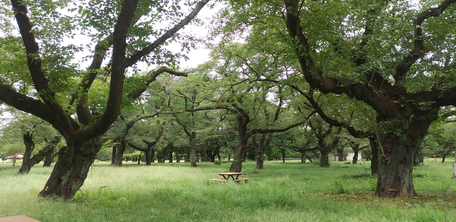 「小金井公園の蝉達」