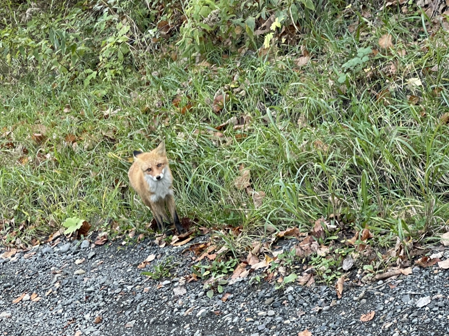 あつまれどうぶつの森