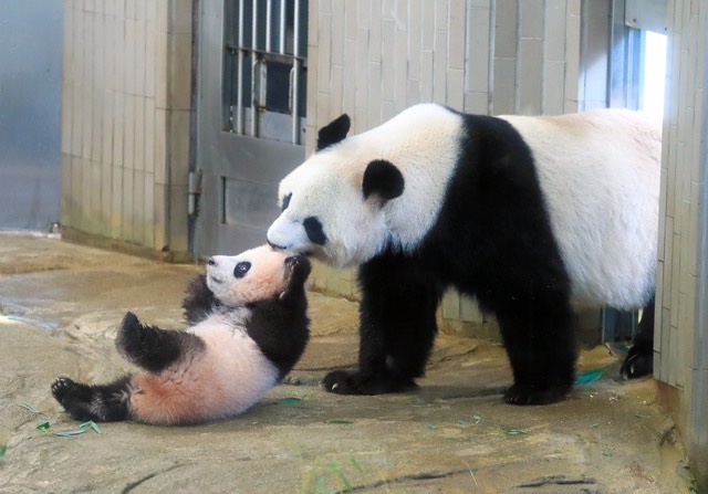 香香シャンシャン