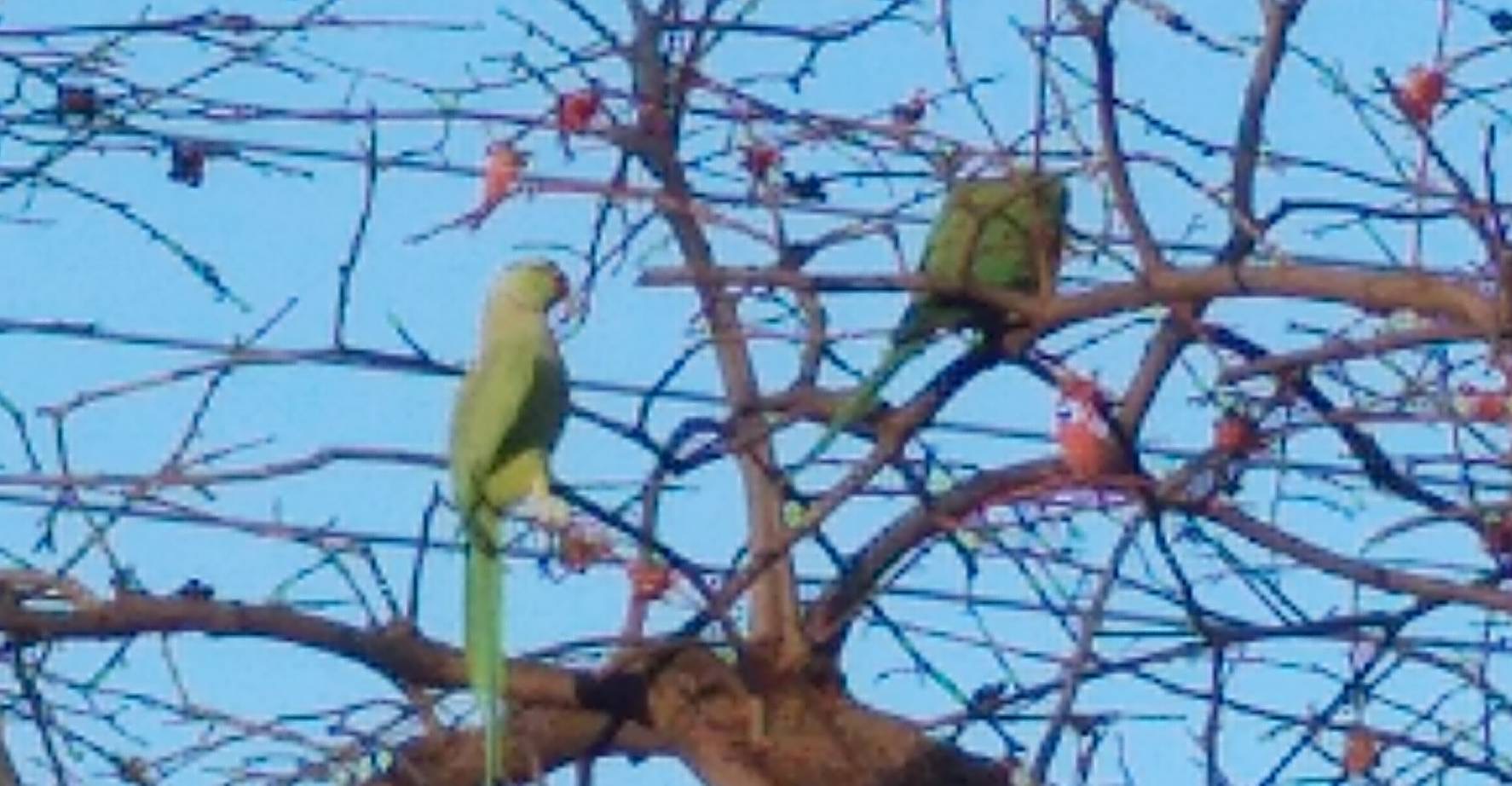 ｢こんなところにインコ？｣