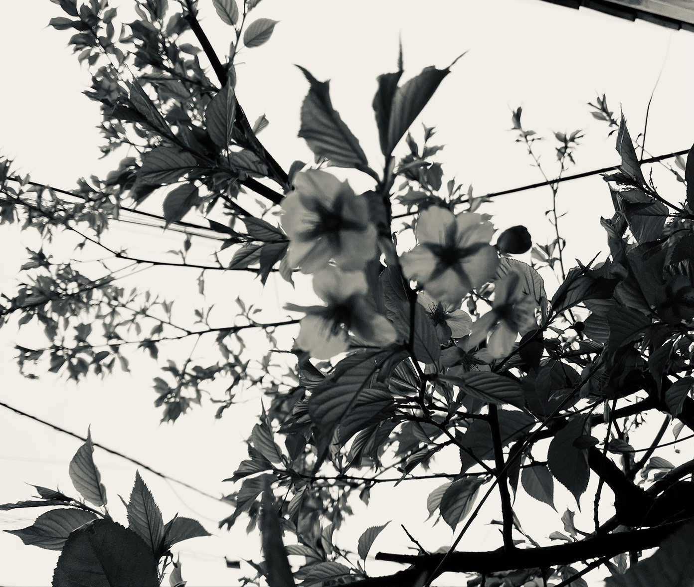 花粉ごときがぁ！