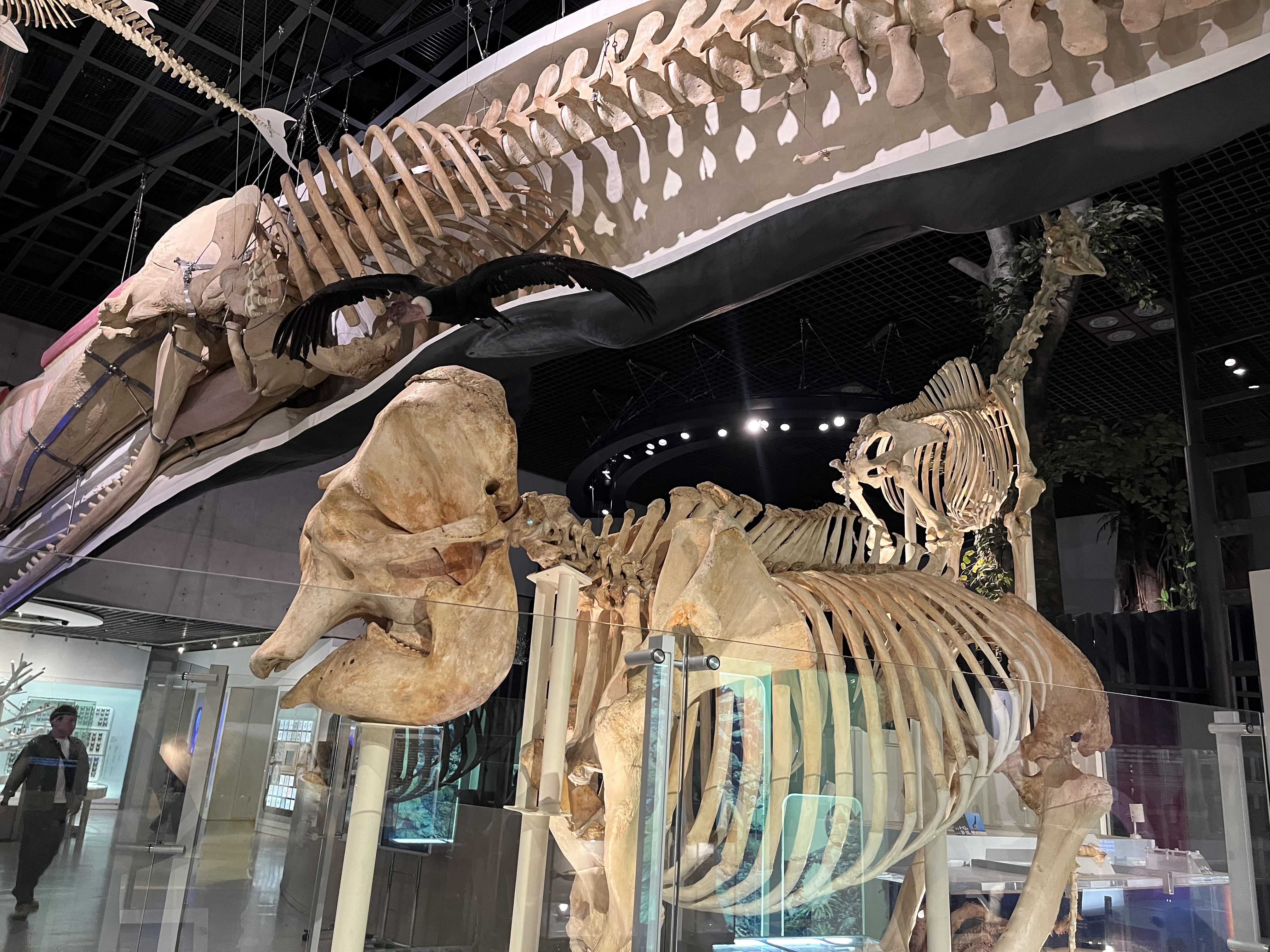 国立科学博物館でガイドをさせていただきました