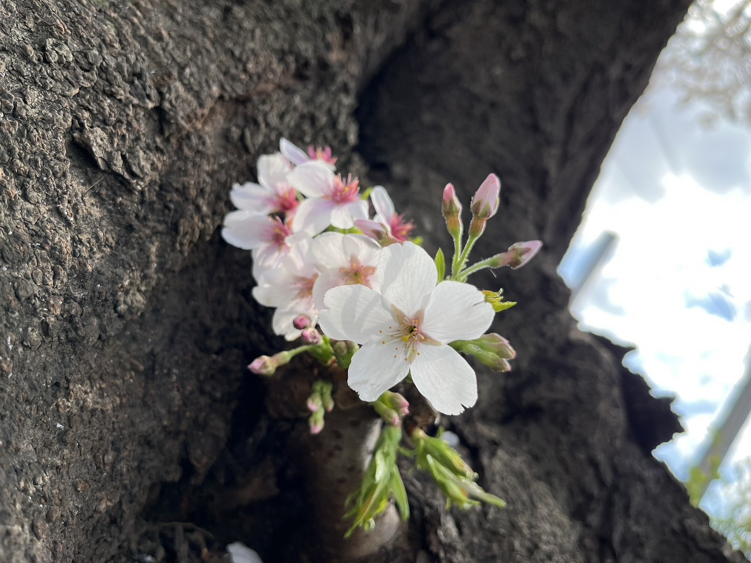 早くも4月となりした！