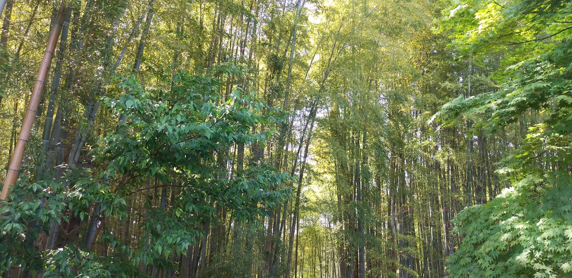 ｢みどりの日に緑｣