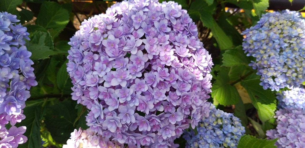 ｢6月と言えば...｣