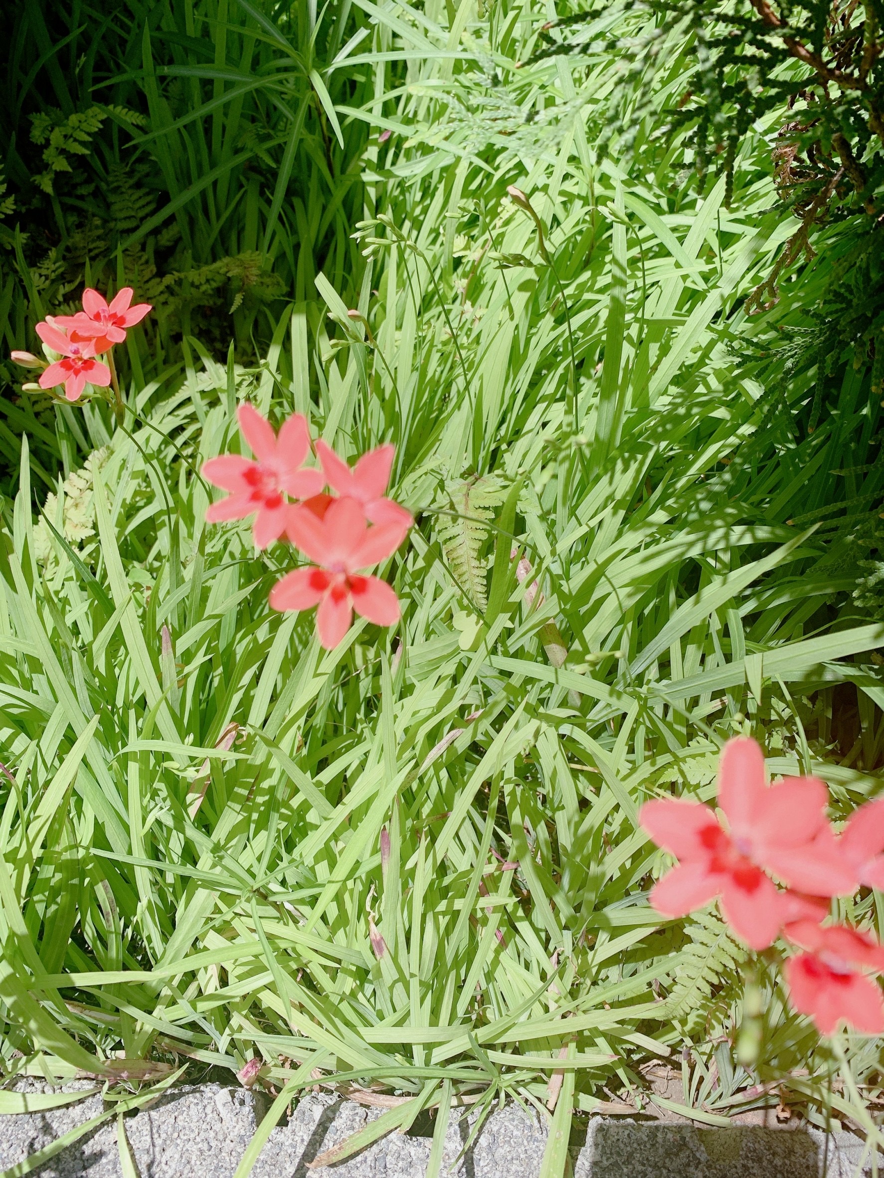 熱中症対策と庭の虫